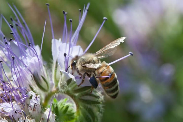 زنبور / Bumblebee