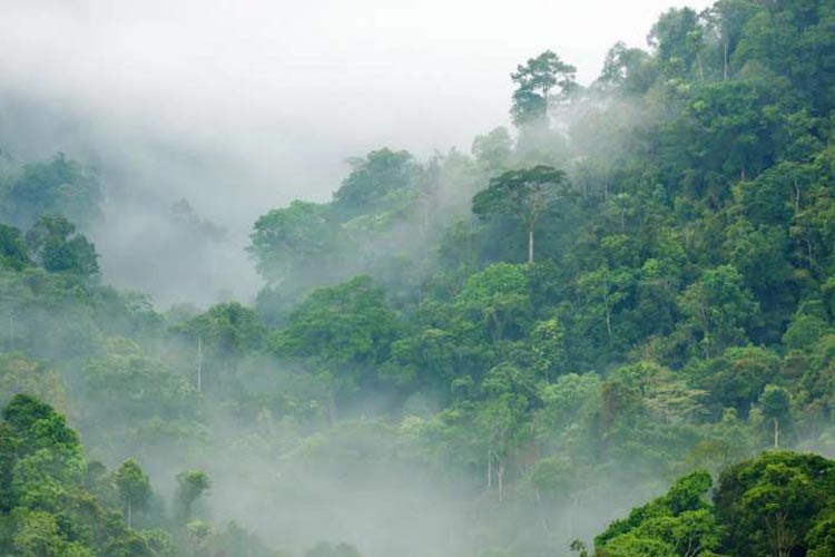 جنگل‌ها: راهکاری سریع و زودبازده برای مقابله با تغییرات اقلیمی