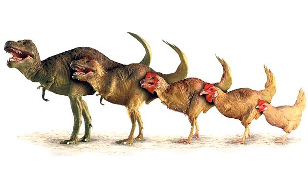 سیر تکامل دایناسورها / dinosaurs shrank