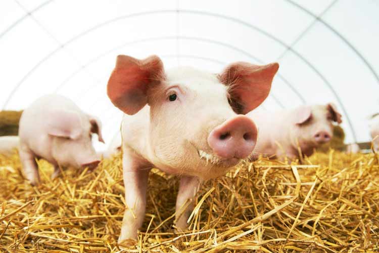 پیوند موفق ریه آزمایشگاهی به خوک برای نخستین بار 