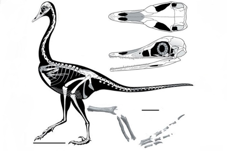 اسکلت دایناسور /  dinosaurs skeletone
