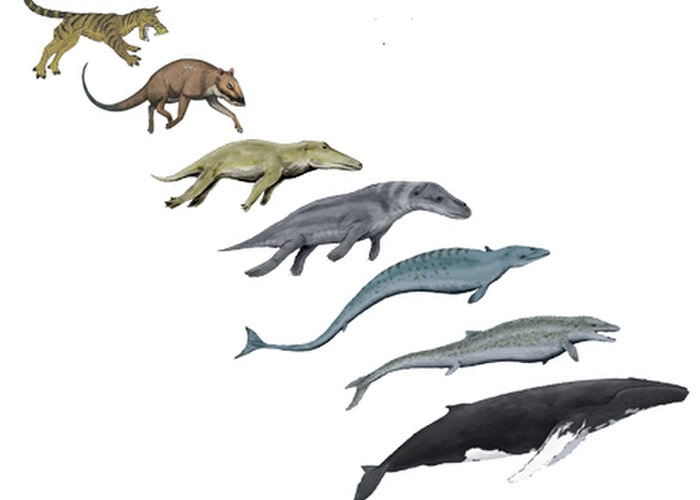تکامل نهنگ ها