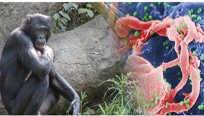 انتقال HIV از شمپانزه به انسان