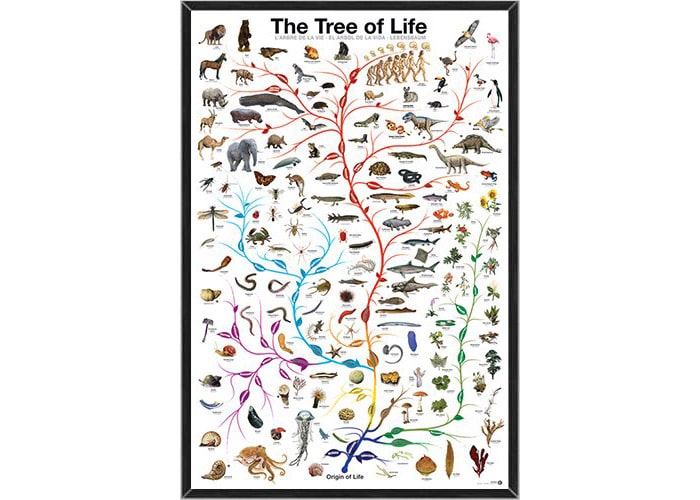 درخت زندگی داروین