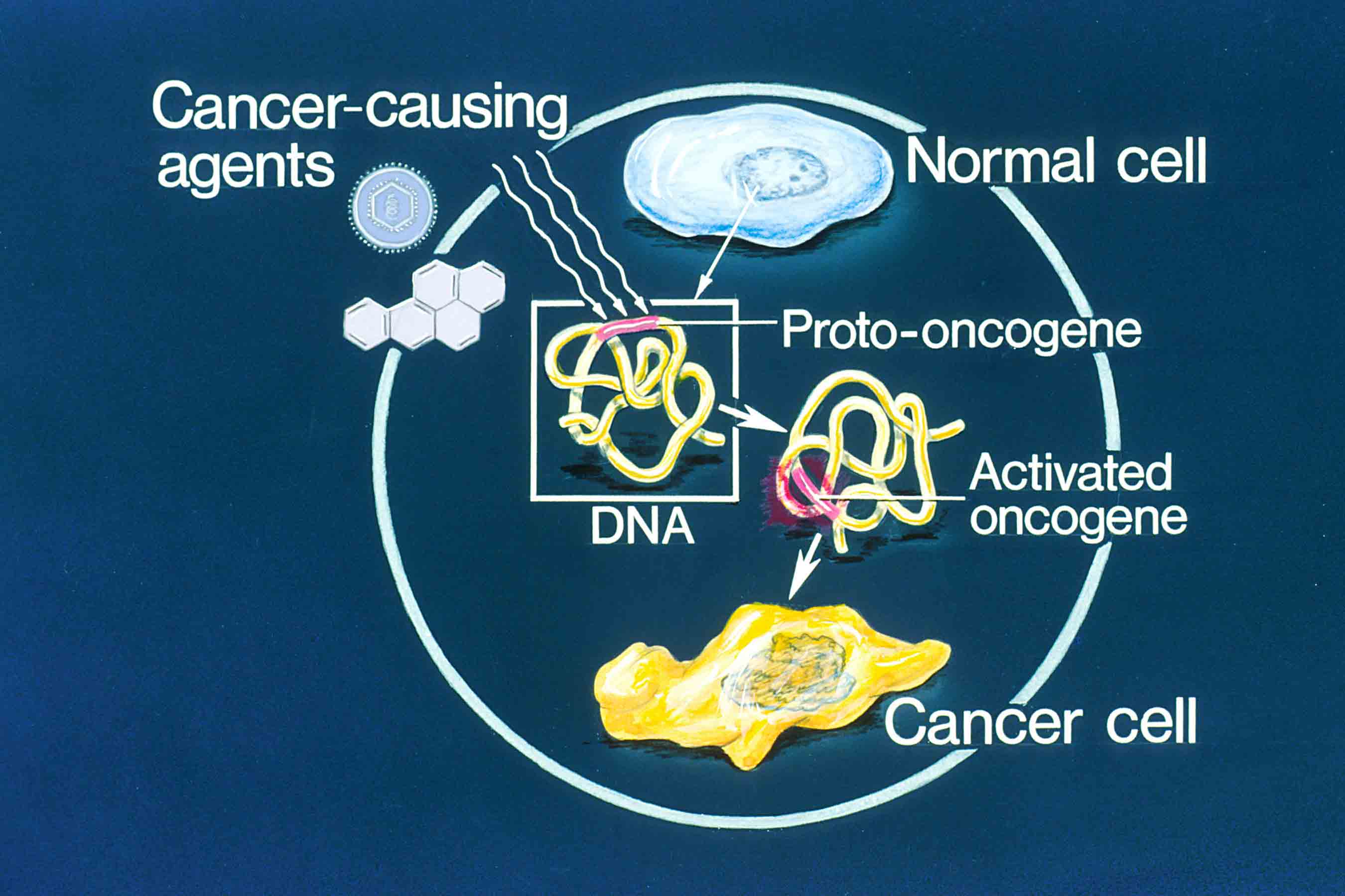 انکوژن / Oncogene