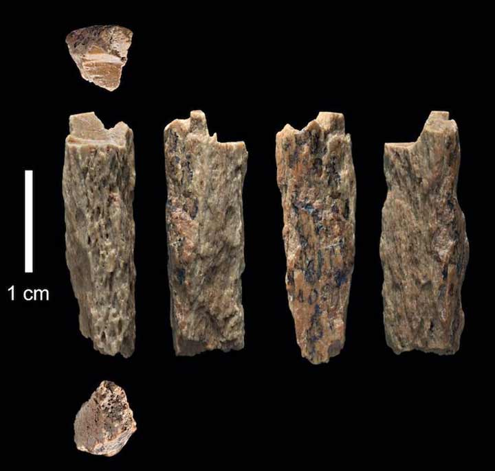 کشف بقایای‌ دو رگه‌ ۹۰ هزار ساله‌ای از دو گونه منقرض‌شده انسان