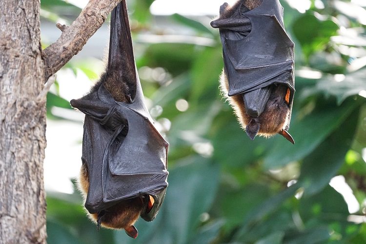 چگونه موج گرما، مرگ یک‌سوم از گونه‌های خفاش را در استرالیا رقم زد