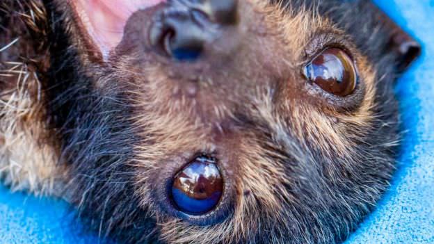 Australian Bat / خفاش استرالیایی