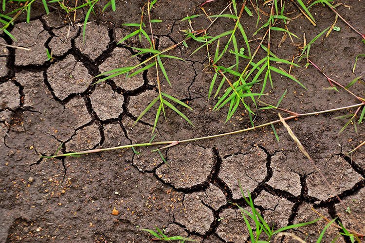 افزایش کربن خاک: راهکاری برای مدیریت تغییرات اقلیمی 