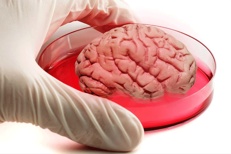 توانایی ادراک مینی‌مغزهای آزمایشگاهی دانشمندان را نگران کرده است