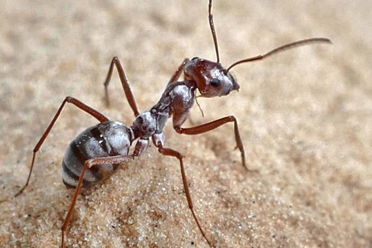 سریع ترین مورچه جهان ۸۵۵ میلی‌متر بر ثانیه حرکت می‌کند