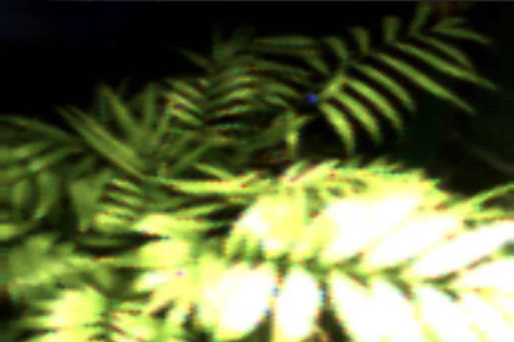b04df6fa 15a7 4541 8ae0 48613c24764b - عکس ثبت‌شده یک گیاه نخستین سلفی نباتی جهان لقب گرفت