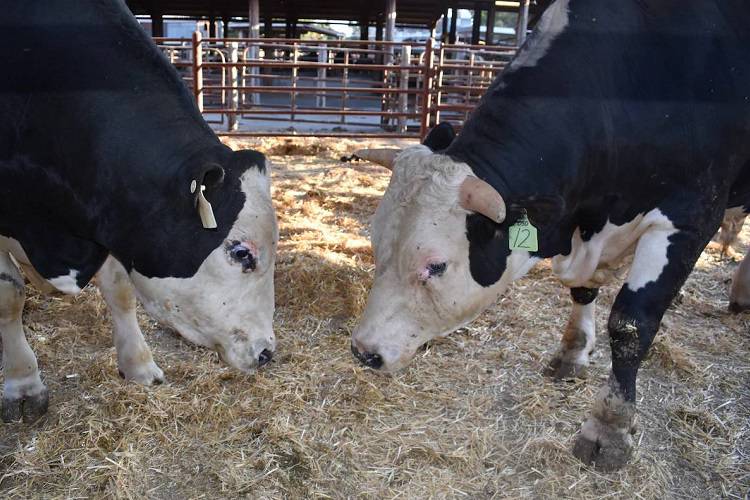 ایجاد صفت بی‌شاخی در گاو به کمک روش ویرایش ژنوم