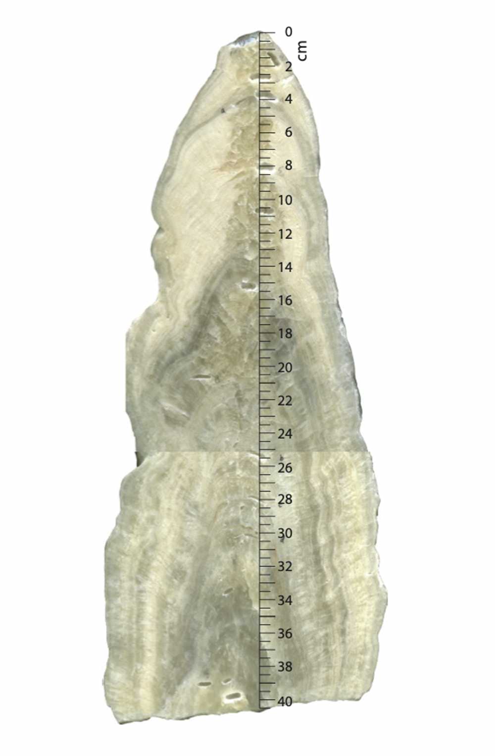layers of a stalagmite / لایه‌های استالاگمیت