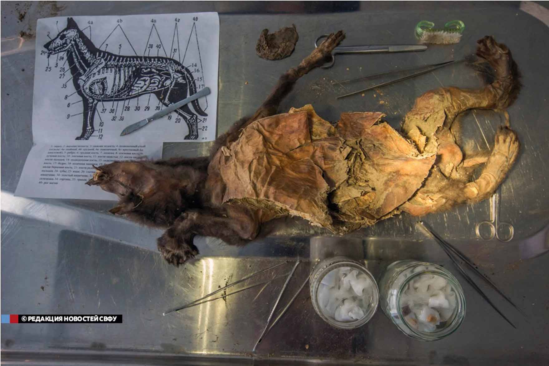 کشف جسد منجمد یک سگ گرگ ۱۸ هزار ساله در سیبری