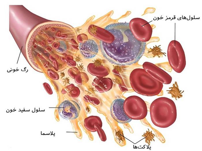 انواع سلول های خونی