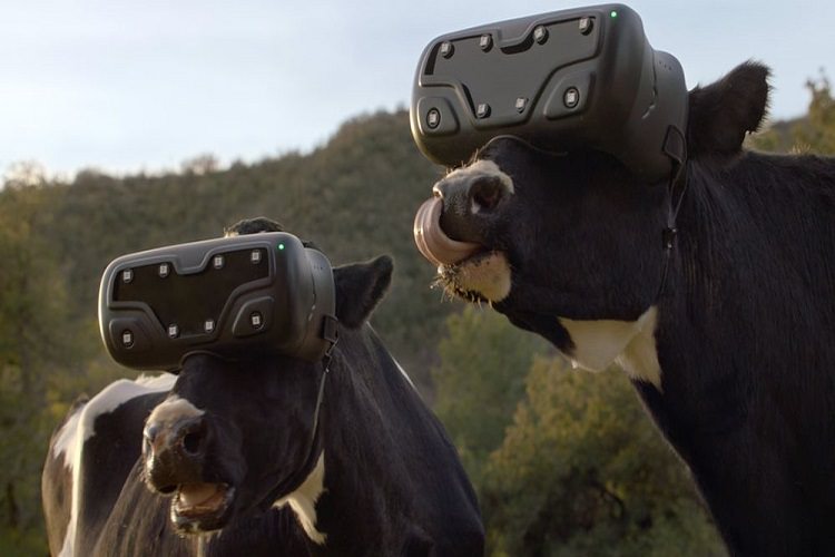 هدست واقعیت مجازی؛ راهکار جدید دام‌داران روسیه برای افزایش شیر گاوها