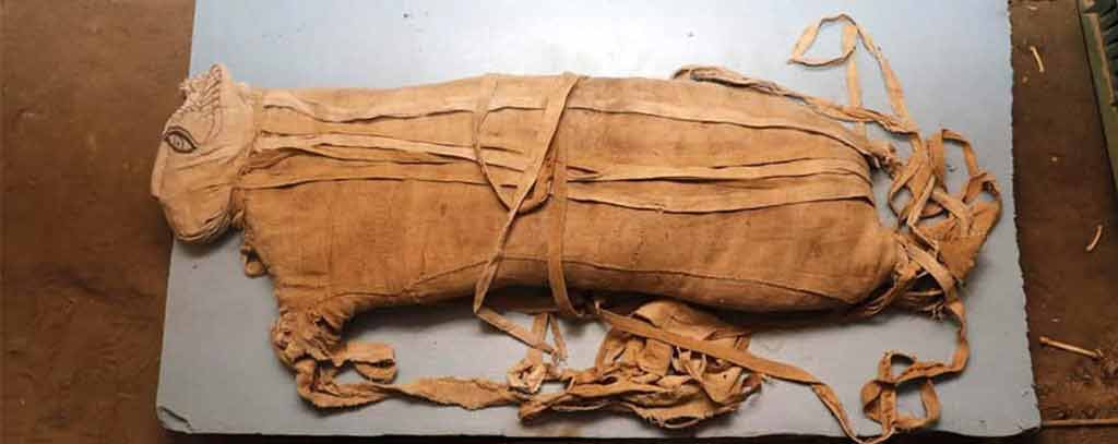 کشف مومیایی نادری از یک توله شیر در مصر