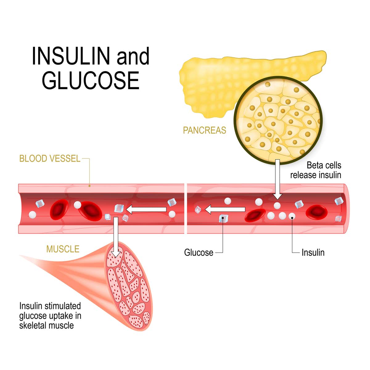 انسولین ورزش ماهیچه عضله