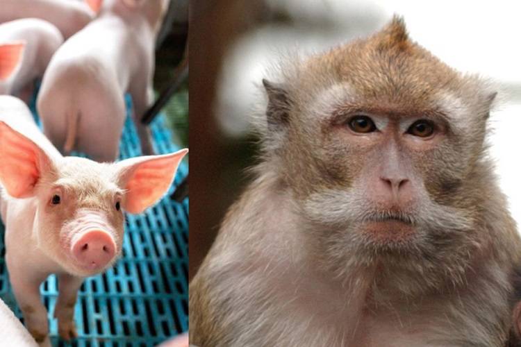 تولد خوک‌های دارای سلول‌های میمون در چین