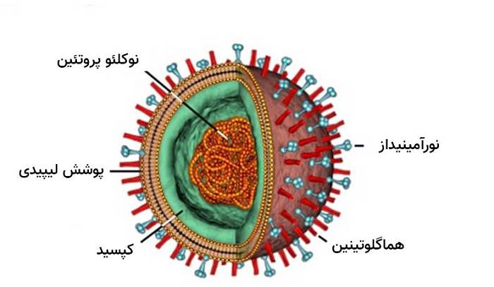 ویروس آنفلوآنزا
