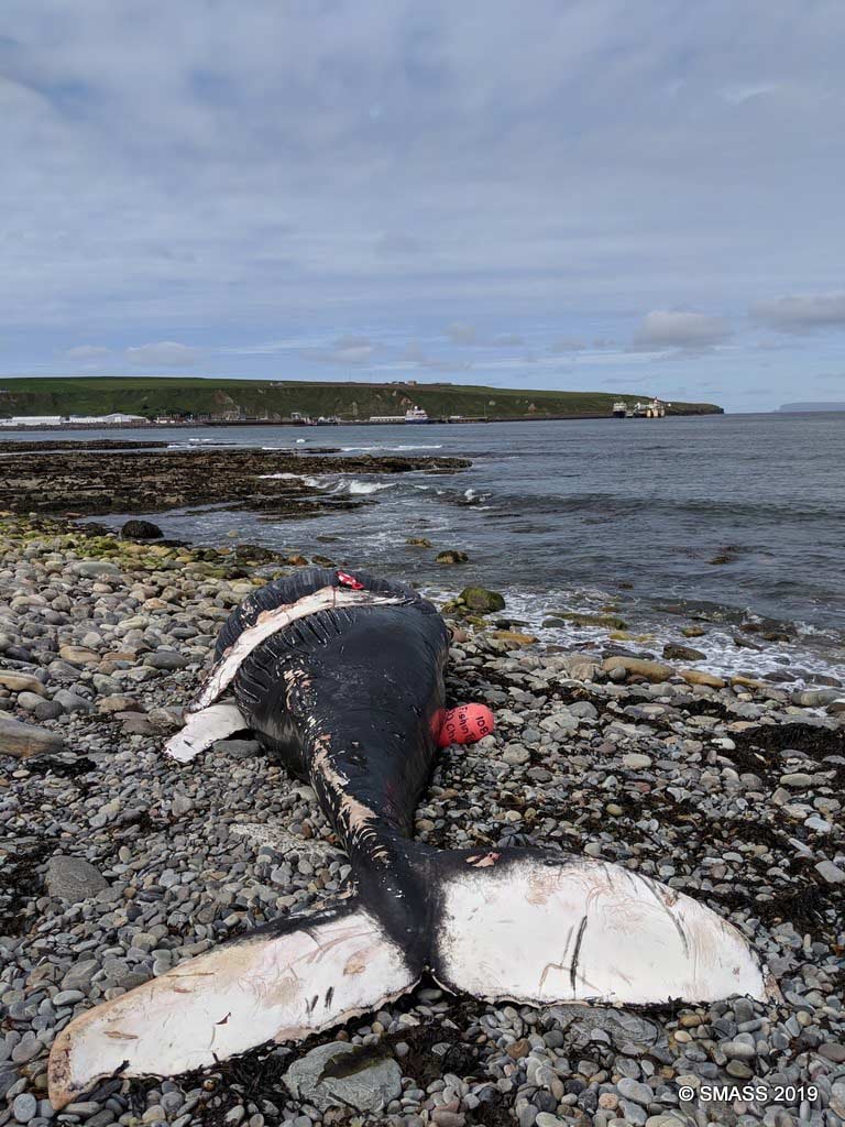 نهنگ عنبری که با ۱۰۰ کیلوگرم آشغال در شکمش پیدا شد