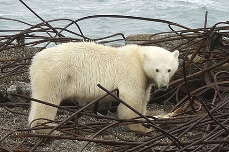 حمله خرس‌های قطبی به روستایی در روسیه