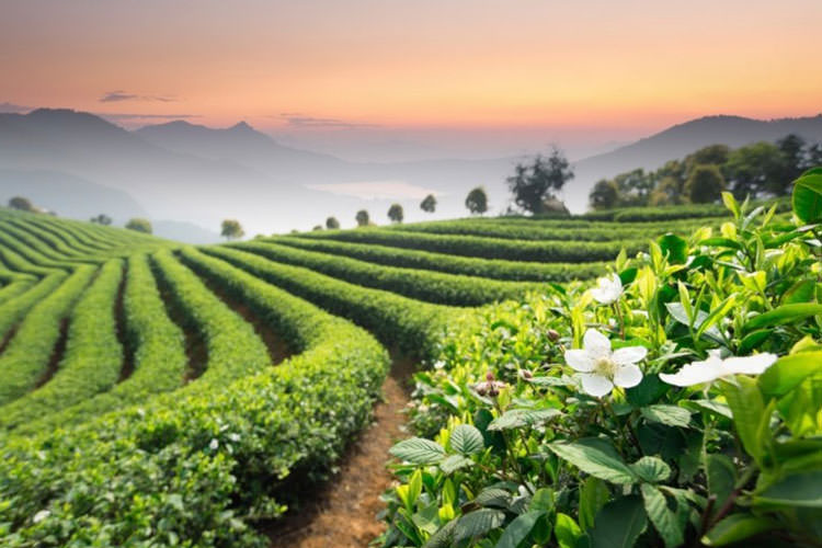 تأثیر تغییرات اقلیمی بر گیاه چای
