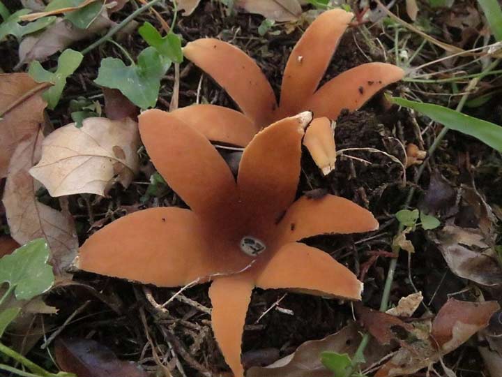 قارچی که تنها در تگزاس و ژاپن رشد می‌کند و دانشمندان دلیل آن را نمی‌دانند