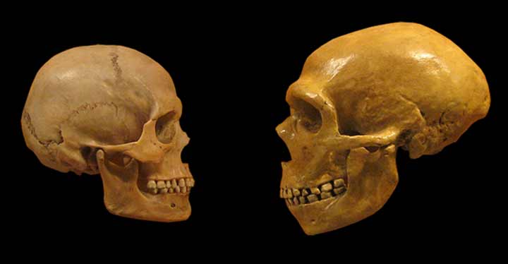 جمجمه انسان‌های مدرن یا هومو ساپینس‌ها (سمت چپ) در مقابل جمجمه نئاندرتال‌ها (سمت راست)