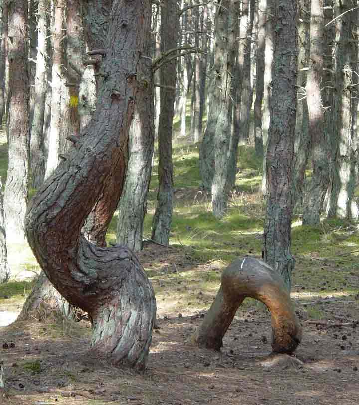 دانشمندان توضیحی برای درختان خمیده‌ی جنگل رقصان در روسیه ندارند