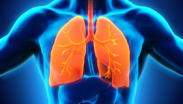 دستگاه تنفسی/ respiratory system