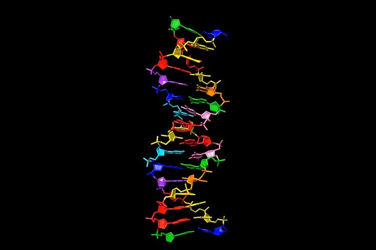 پژوهشگران نوکلئوتیدهای مصنوعی جدیدی را به ساختار طبیعی DNA اضافه کردند