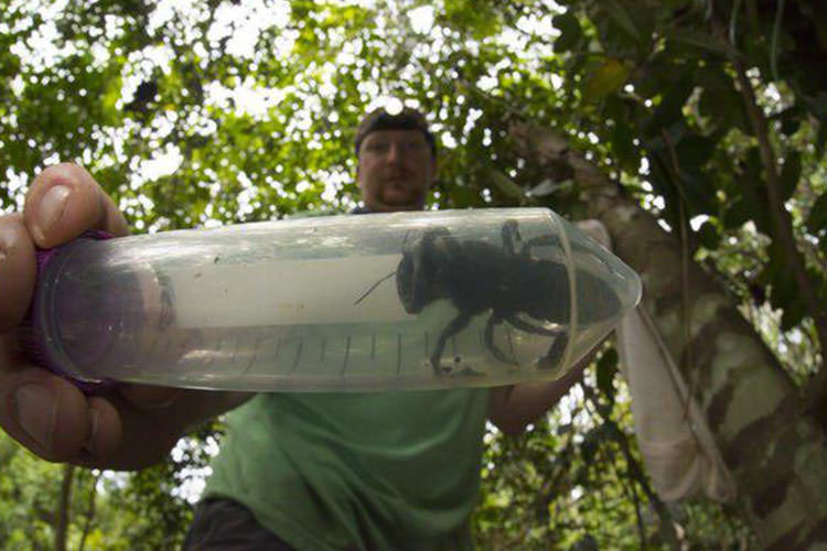 کشف بزرگ‌ترین زنبور دنیا در اندونزی