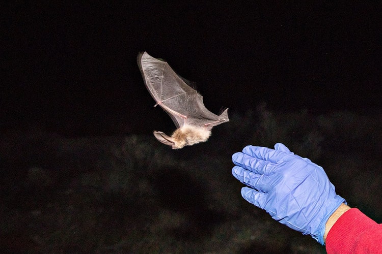 تلاش پژوهشگران برای نجات خفاش‌ها در آمریکای شمالی