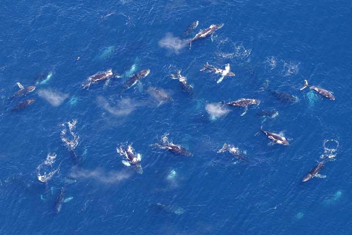 نهنگ‌های گوژپشت که موجوداتی تنها بودند، حالا به‌صورت گروه‌های بسیار بزرگ زندگی می‌کنند  