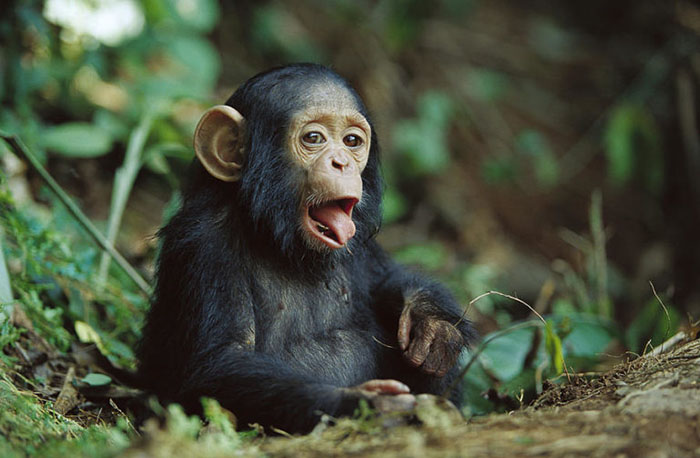 فرهنگ شامپانزه ها