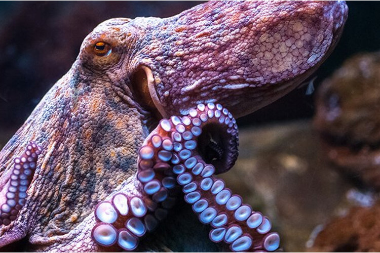 شیوه تکامل هشت‌پا و ماهی مرکب دانشمندان را شگفت‌زده کرد