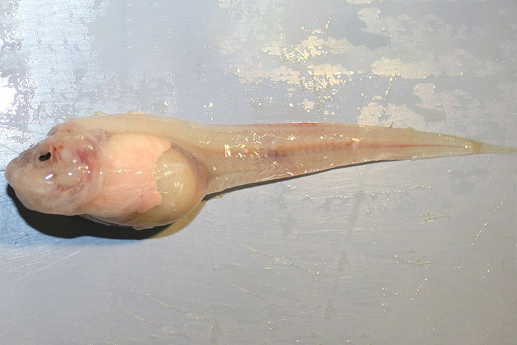 حلزون‌ماهی/ snailfish