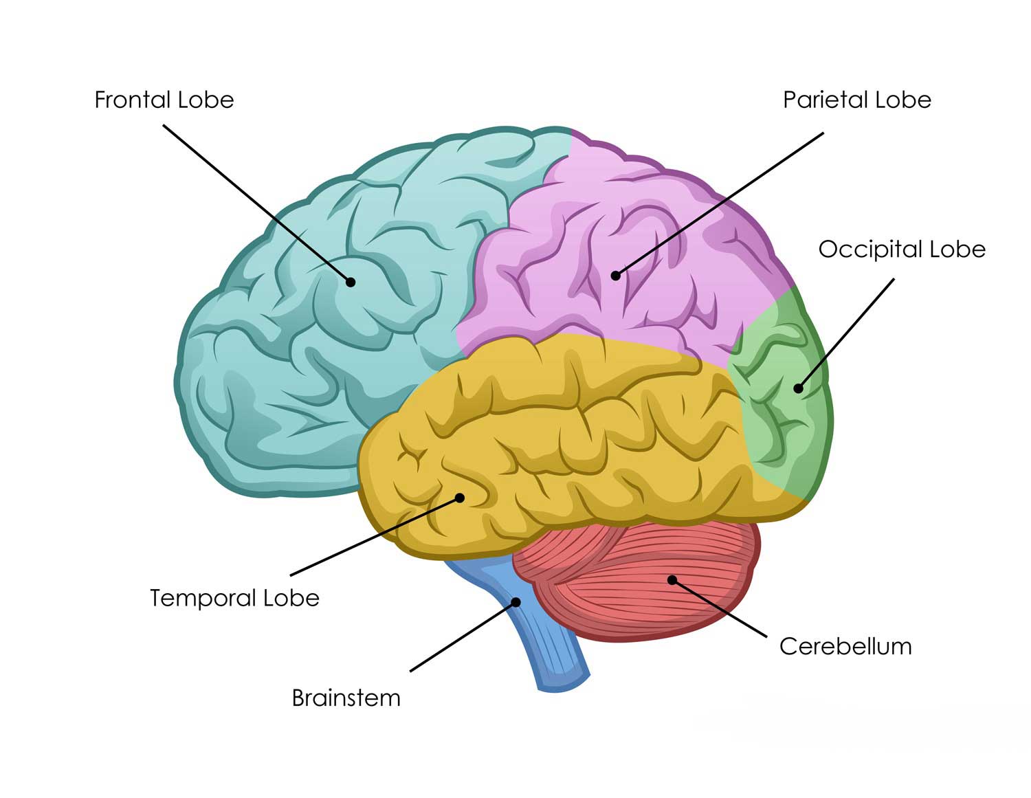 مغز / brain