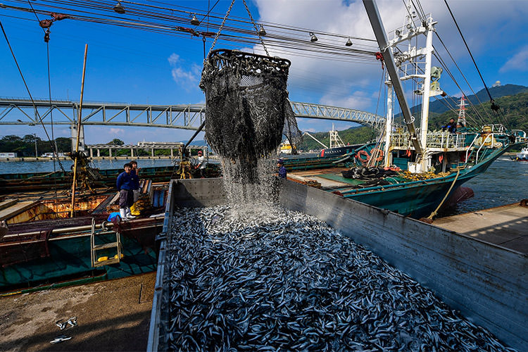 کاهش شدید جمعیت ماهی‌ها با افزایش دمای اقیانوس‌ها