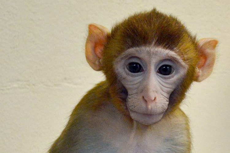 تولد نخستین میمون حاصل از پیوند بافت تولیدکننده اسپرم