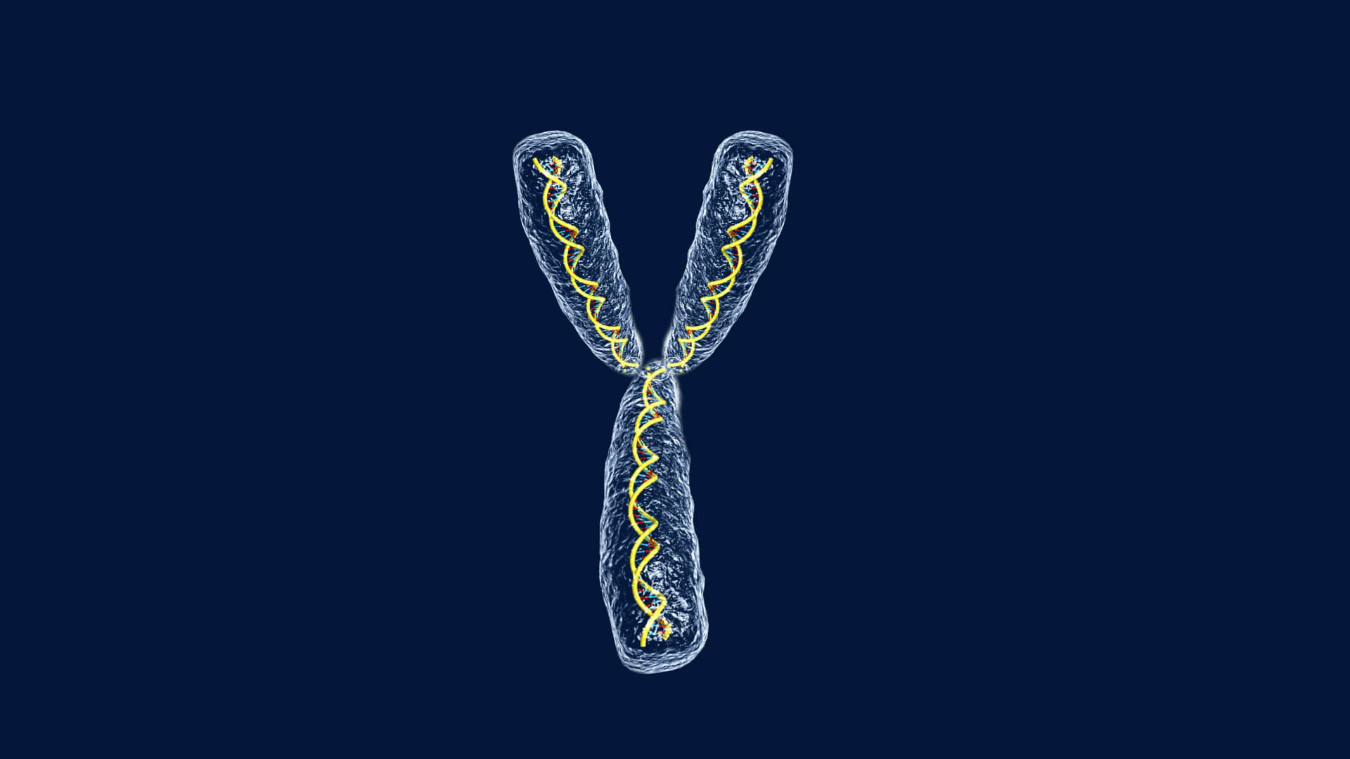 کروموزم / chromosome