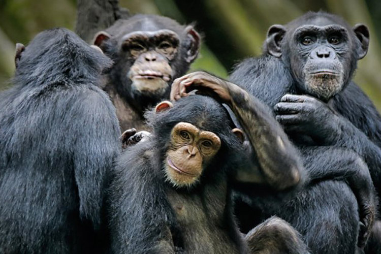 انسان‌ها در حال نابودی فرهنگ شامپانزه‌ها هستند