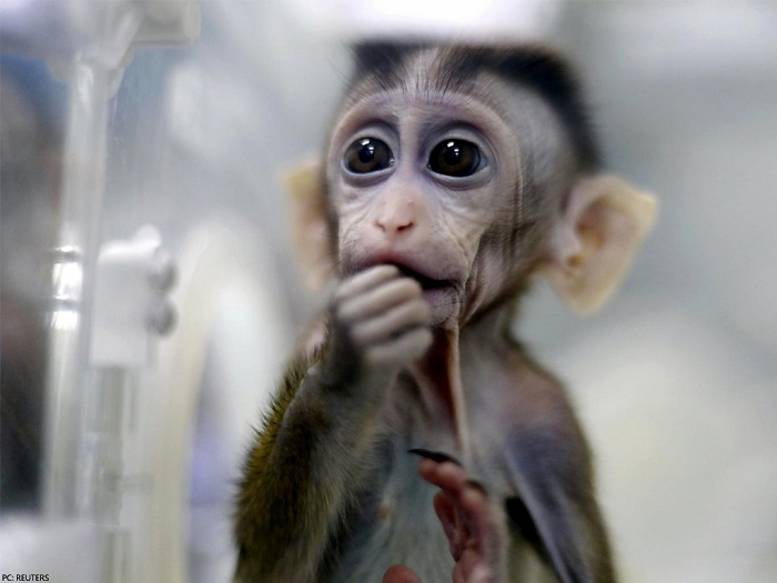 monkey transgenic
