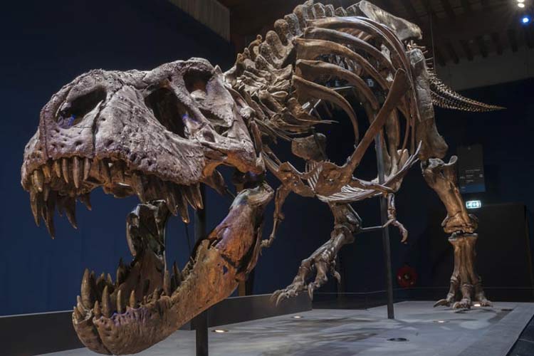 حراج فسیل دایناسور تی رکس در eBay، صدای دانشمندان را درآورد