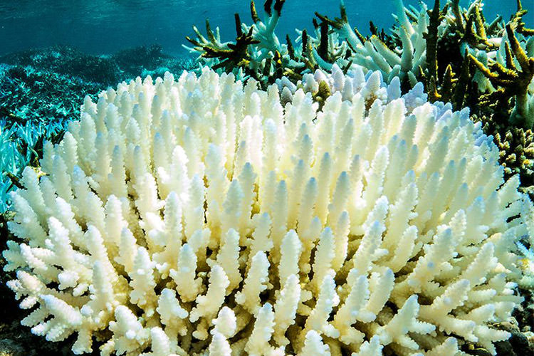 سفید شدن مرجان‌ها، تهدیدی جدی برای محیط زیست دریا