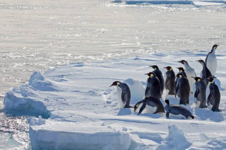 مرگ هزاران جوجه پنگوئن امپراطور در جنوبگان