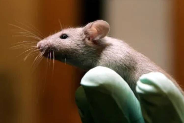 نتایج اولین مطالعه‌ درخصوص چگونگی رفتار موش‌ها در فضا