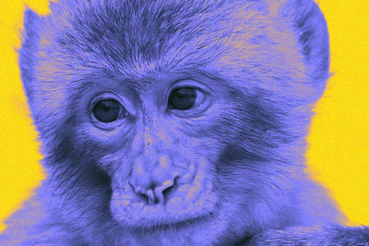 دفاع دانشمند چینی از ساخت میمون‌های ترانس ژنیک